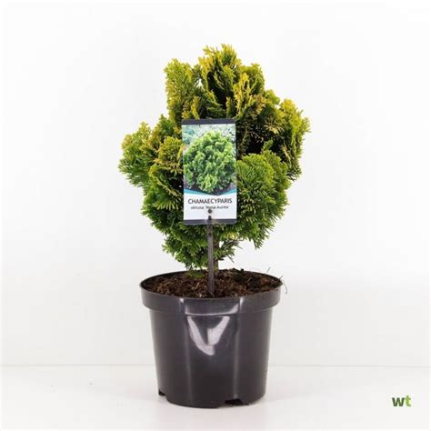 Chamaecyparis Obt Nana Aurea 40 Cm Conifeer Warentuin Natuurlijk