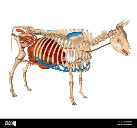 Anatomy Of The Cow Digestion Digestive Stomach Stock Photo Alamy