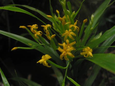 Apostasia Wallichii Orchidaceae