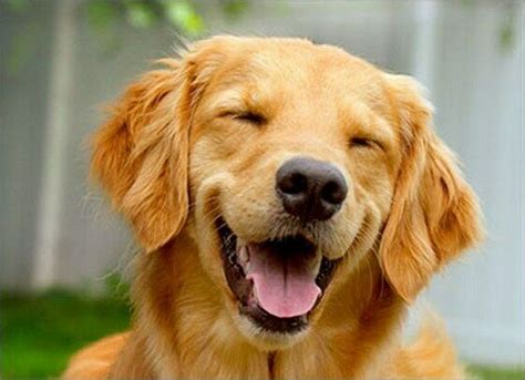 Smiling Golden Retriever Funny Dog Birthday Card