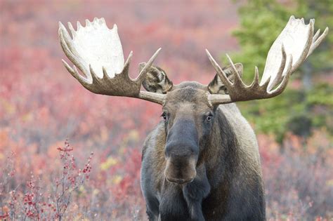 Huge Moose Denali National Park Alaska United States