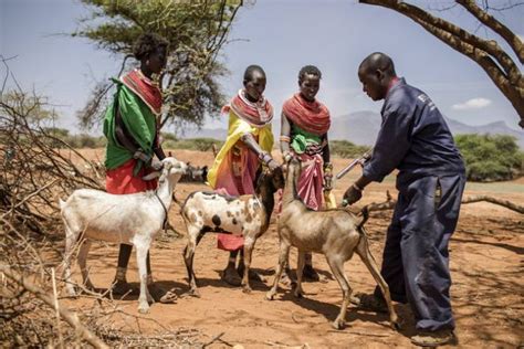 Horn Of Africa Impact Of Early Warning Early Action Protecting Pastoralist Livelihoods Ahead