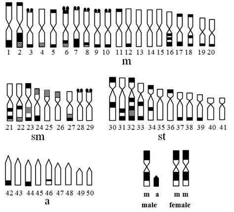 Q Banded Karyotype Image Of G Variabilis Male Sex Chromosomes Are Download Scientific
