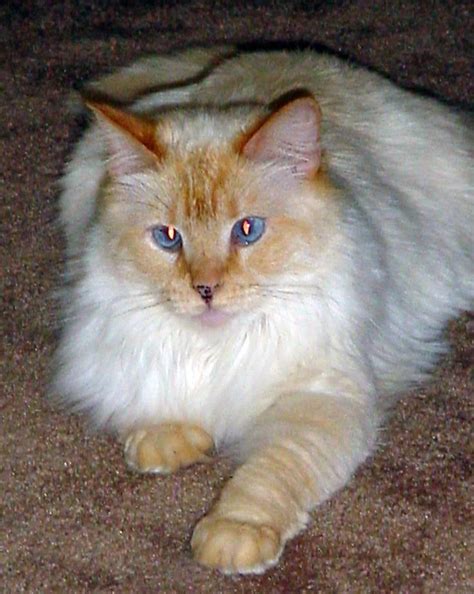 Balinese Cat Point Colors
