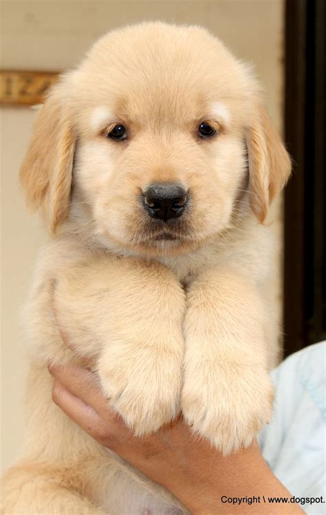 34 Best Golden Retriever Puppies Pictures Images On