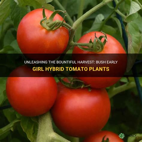 Unleashing The Bountiful Harvest Bush Early Girl Hybrid Tomato Plants