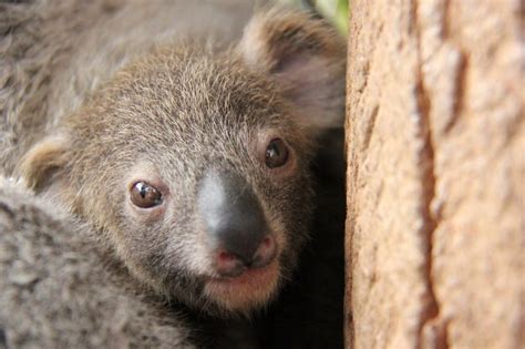 First Koala Joey Of The Season At Taronga Zoo Zooborns