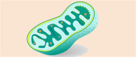 Qu Son Las Enfermedades Mitocondriales Asociaci N De Enfermos De Patolog As Mitocondriales