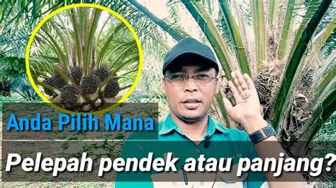 En palm family of trees +1 definitions. kelapa sawit pelepah pendek apa keunggulannya? - YouTube