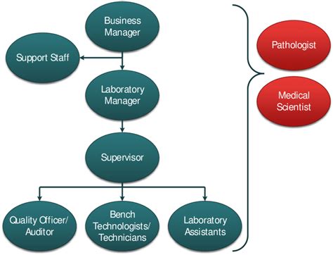 Organizational Chart Medical Laboratory