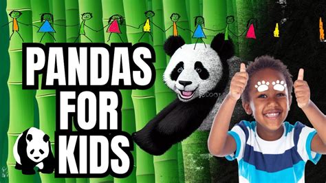 Fun Facts About Pandas For Preschoolers Youtube