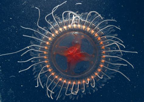 New Species Of Deep Sea Crown Jelly Discovered In Pacific Ocean Scinews