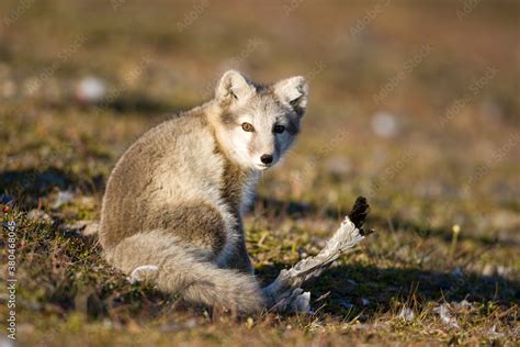 Arctic Fox Svalbard Norway Stock Photo Adobe Stock