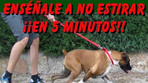 Como Enseñar A Mi Perro A Caminar A Mi Lado Cómo Enseñar