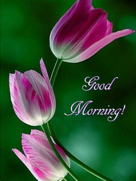 Have A Happy And Blessed Day With Images Good Morning Flowers