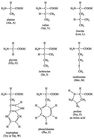 Amino Acid Building Blocks Structure Functions Britannica