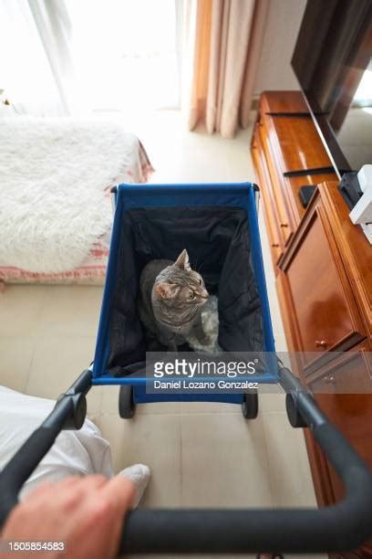 Cat Pushing Photos And Premium High Res Pictures Getty Images