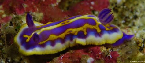 nudibranquios belleza desconocida miplaya