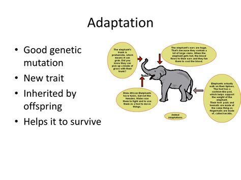Ppt 43 Evolution And Adaptation Powerpoint Presentation Free