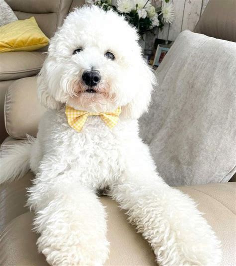 Bichon Frise Poodle Mix Your Complete Breed Guide To The Poochon