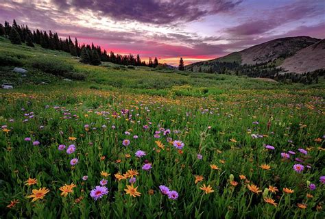 Wildflower Sunset Photograph By Kyootaek Choi Pixels