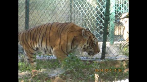 Bengal Tiger In Bengaluru Bannerghatta Biological Park Karnataka Jan