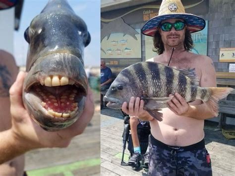 Sheepshead Fish Fish With Human Like Teeth Caught In The US All You