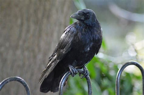 The Ultimate Guide To Raven Meaning And Symbolism