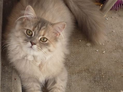 Su porte tranquilo, su pelaje majestuoso y su gracioso hocico plano, lo convierten en el rey de. Galería de fotos de gatos persas. Gatos Persas