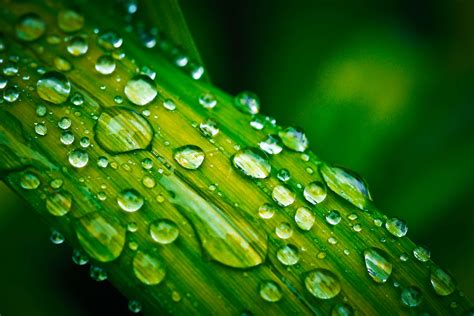 3840x2581 Clean Dewdrop Droplet Droplets Fresh Green Leaf
