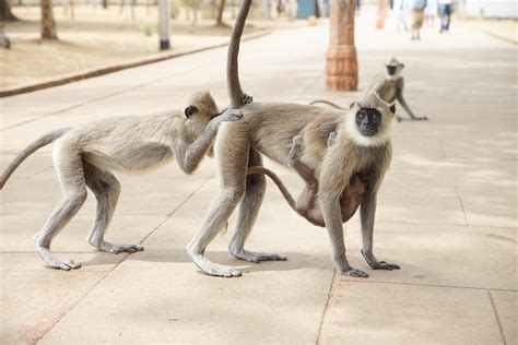 Monkey Butt Photograph By Scott Elberger Fine Art America