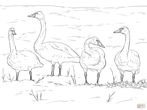 Gambar Tundra Animals Coloring Pages Free Printable Pictures Swans