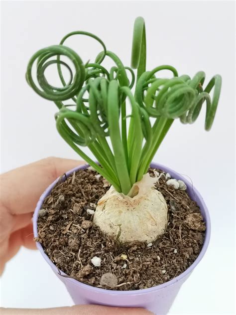 Caring For Indoor Sizzle Frizzle Plants Albuca Spiralis