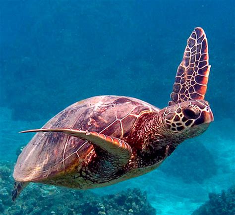 Green Sea Turtles Hawaii Wildlife Fund