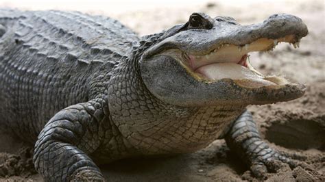 Watch Massive Alligator Caught Eating Smaller Gator In South Carolina
