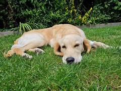 Vca Puppy Package Pricesupport And Help Detail