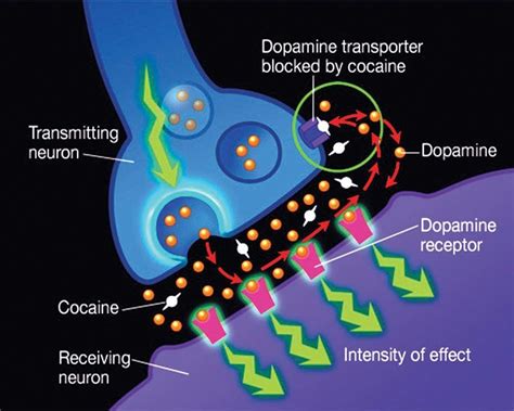 Drug Rehabilitation Research Shows Dopamine D Receptors In Sexiezpix Web Porn