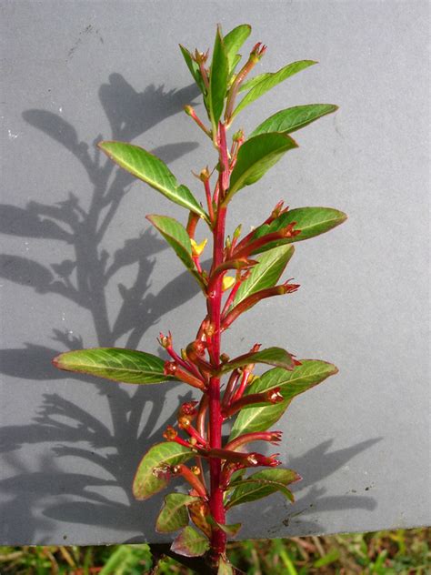 West African Plants A Photo Guide Ludwigia Abyssinica Arich