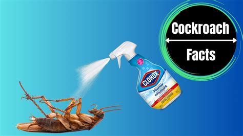 Does Bleach Kill Cockroaches The Cockroach Facts