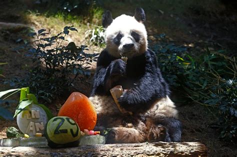 Worlds Oldest Ever Captive Male Giant Panda Dies