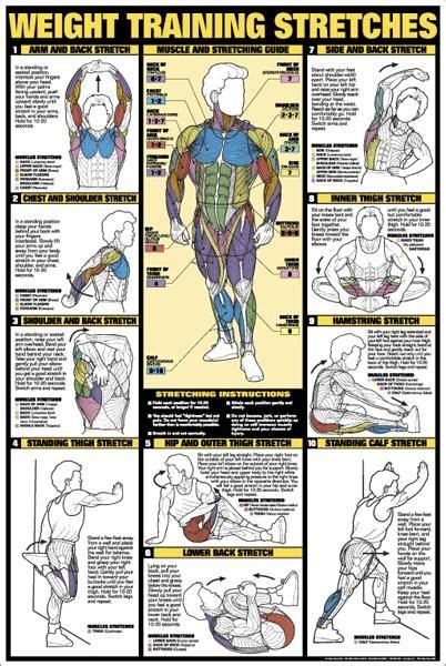 Triceps Workout Arm Fitness Professional Instructional Wall Chart