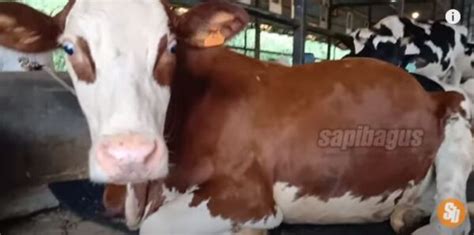 Persilangan Sapi Simmental Dengan Fh Friesian Holstein Menghasilkan