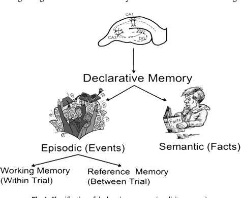 Figure 1 From Assessment Of Spatial Memory In Mice Semantic Scholar