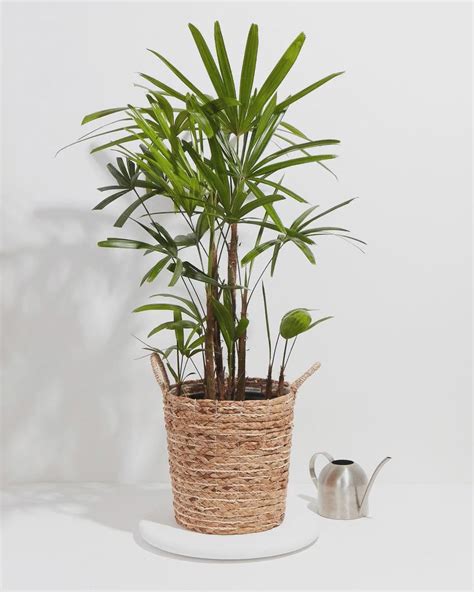 Lady Palm Plants For Delivery Indoor And Outdoor Plants Lively Root