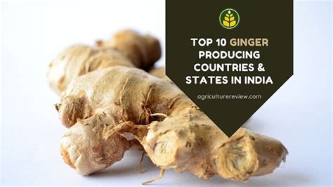 Top Ginger Producing Countries States In India Agriculture Review
