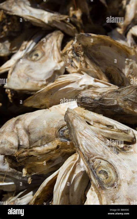 Dried Cod Heads In Lofoten Islands In Norway Stock Photo Alamy