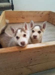 Look here to find a siberian husky breeder who. Dog Breeders in Wisconsin