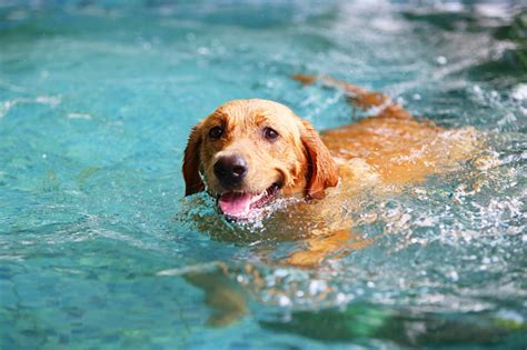 Watch Out For Dogs Developing Swimmers Tail This Summer Klas