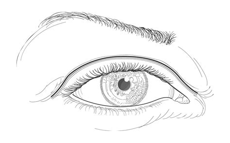 Caucasian Eye Line Art American Academy Of Ophthalmology