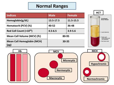 Causes Of Low Hematocrit Levels Hematocrit Test Medlineplus Medical